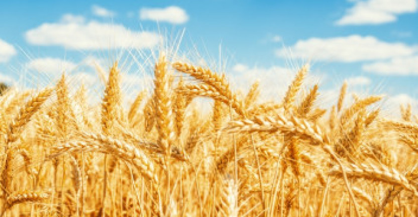 Средние цены и индексы цен на приобретенное промышленными организациями зерно для основного производства в Алтайском крае. Октябрь 2019
